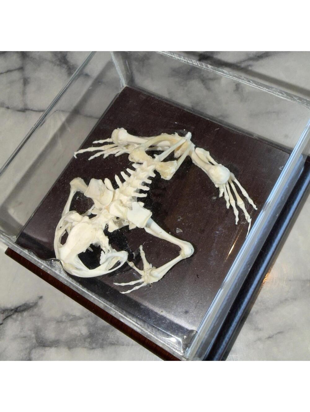 North American Frog Bullfrog Preserved Skeleton Articulated Specimen Oddity Case
